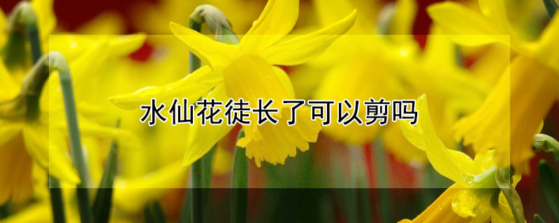 水仙花徒长了可以剪吗（水仙花叶长能剪吗）