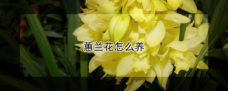 蕙兰花怎么养（蕙兰花怎么养第二年才能开花）