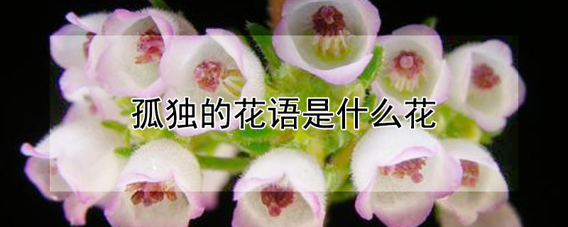 孤独的花语是什么花 孤独 花语