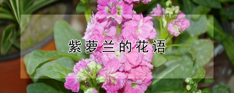 紫萝兰的花语 白色紫萝兰花语