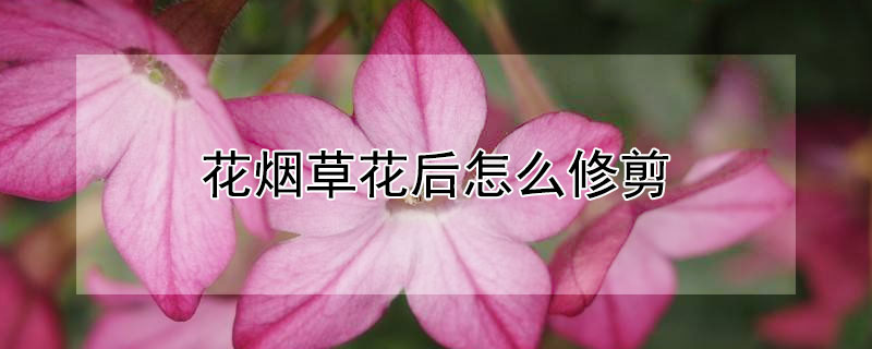 花烟草花后怎么修剪 烟草花怎么养