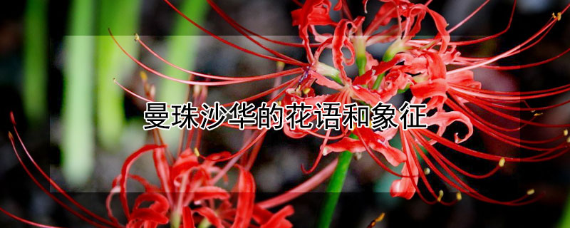 曼珠沙华的花语和象征 曼珠沙华花的寓意