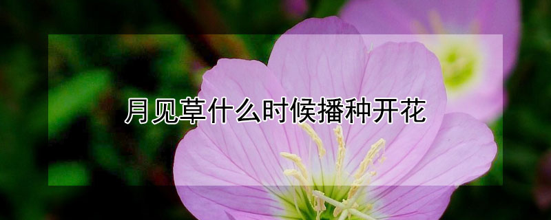 月见草什么时候播种开花（月见草几月份播种）