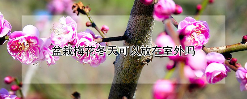 盆栽梅花冬天可以放在室外吗（盆栽梅花冬天可以放在室内吗）