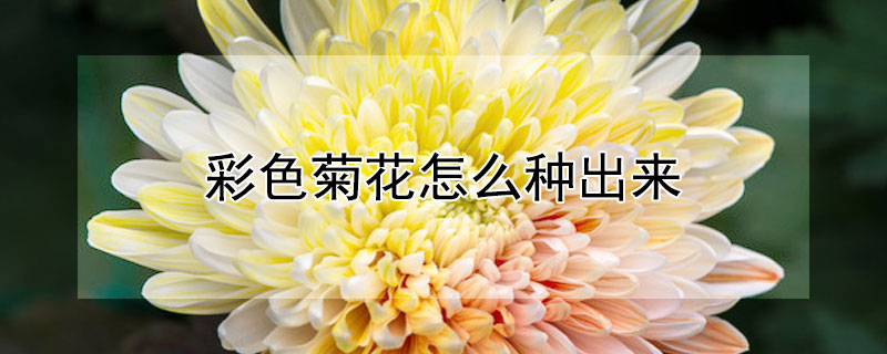 彩色菊花怎么种出来 菊花怎么种出来的