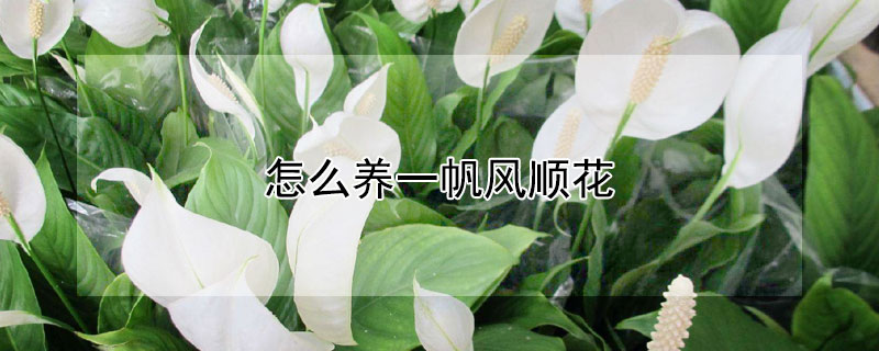 怎么养一帆风顺花（一帆风顺花怎么养需要注意什么）