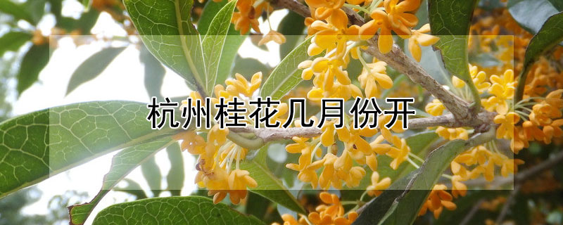 杭州桂花几月份开（杭州桂花几月份开2021）