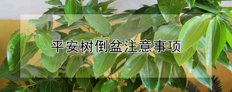 平安树倒盆注意事项（平安树怎样换盆儿?）