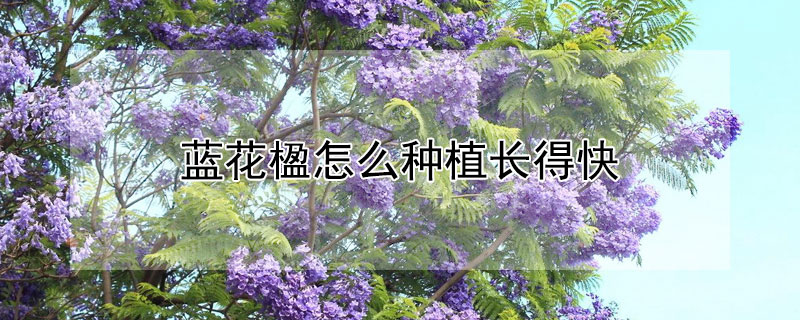 蓝花楹怎么种植长得快（蓝花楹怎样才容易种活）