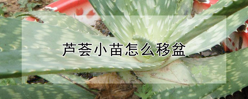 芦荟小苗怎么移盆（芦荟怎样移盆）