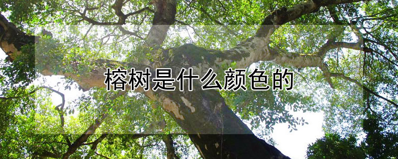 榕树是什么颜色的 榕树树干什么颜色