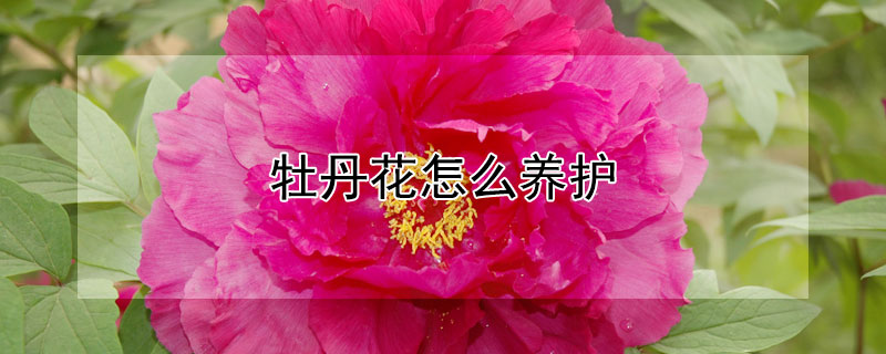 牡丹花怎么养护（盆栽牡丹花怎么养护）