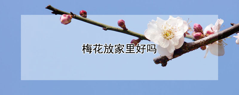 梅花放家里好吗（梅花放家里好不好）