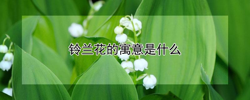 铃兰花的寓意是什么（铃兰花寓意着什么）