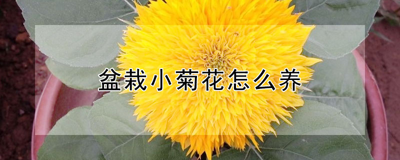 盆栽小菊花怎么养（小菊花如何养）