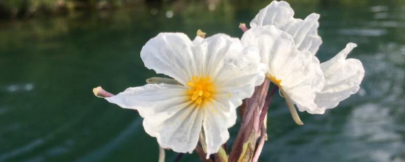 泸沽湖的水性杨花花语（赞美泸沽湖水性杨花）