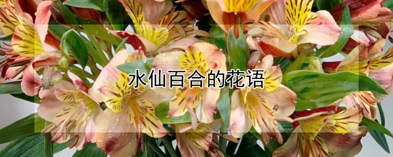 水仙百合的花语 水仙百合的花语寓意