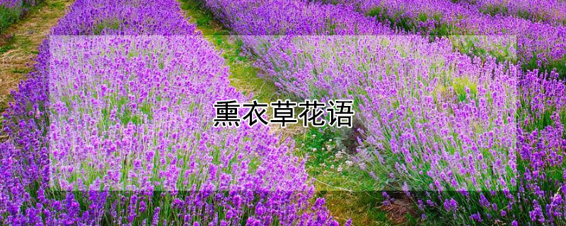 熏衣草花语 特丽莎薰衣草花语