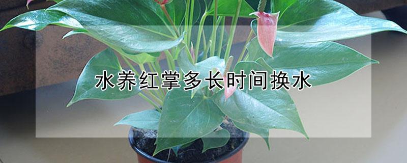 水养红掌多长时间换水（红掌怎样水养才能养得好）