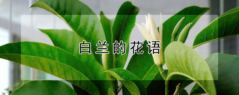 白兰的花语（白兰花的花语是什么意思）