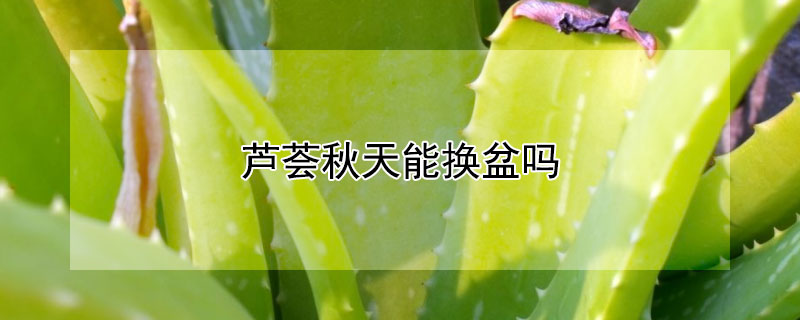 芦荟秋天能换盆吗（冬季可以给芦荟换盆吗）