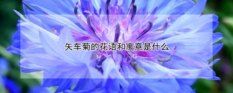 矢车菊的花语和寓意是什么（蓝色矢车菊的花语和寓意是什么）