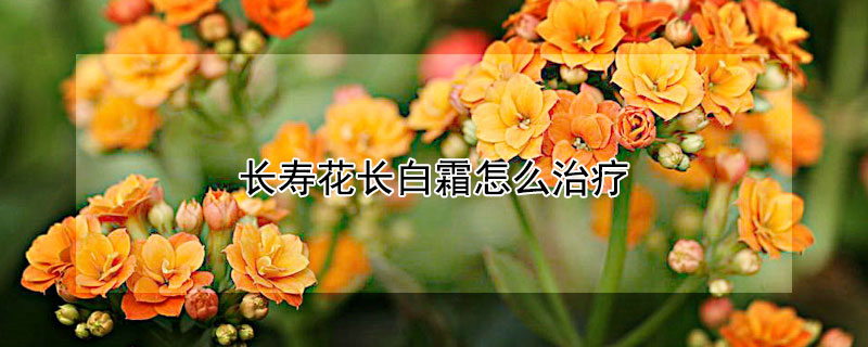 长寿花长白霜怎么治疗（长寿花有白霜怎么办）