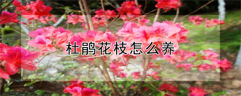 杜鹃花枝怎么养 杜鹃干枝花怎么养