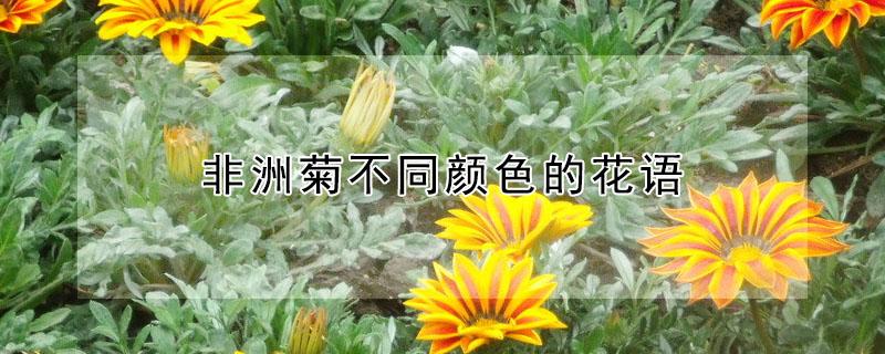 非洲菊不同颜色的花语（白色非洲菊的花语和寓意）