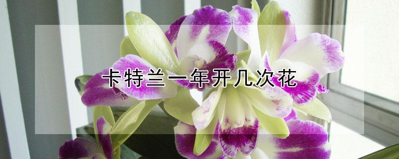 卡特兰一年开几次花（卡特兰多久开花一次）