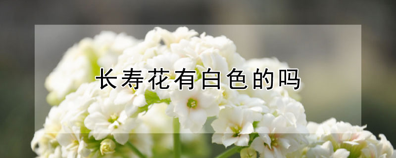 长寿花有白色的吗（长寿花长一种白色的是什么东西）