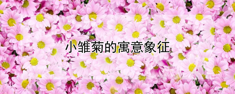 小雏菊的寓意象征（小雏菊象征着什么）