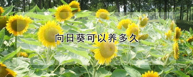 向日葵可以养多久（水养向日葵可以养多久）