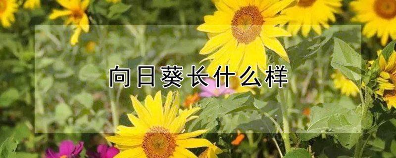 向日葵长什么样 没开花的向日葵长什么样