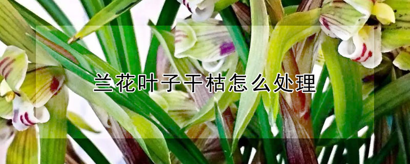 兰花叶子干枯怎么处理 兰花干枯怎么办