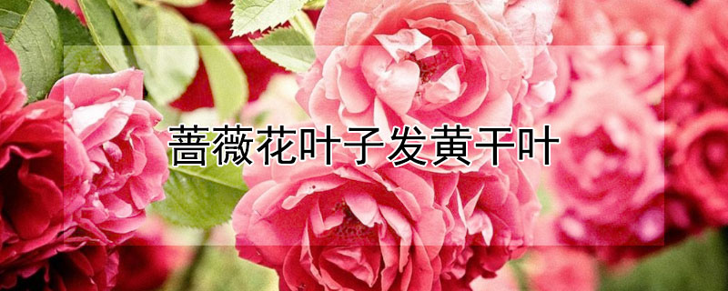 蔷薇花叶子发黄干叶 蔷薇花叶子变黄