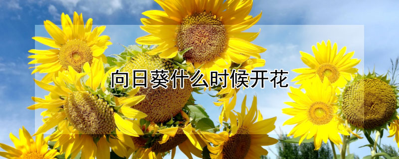 向日葵什么时候开花（向日葵什么时候开花? 一天之内）