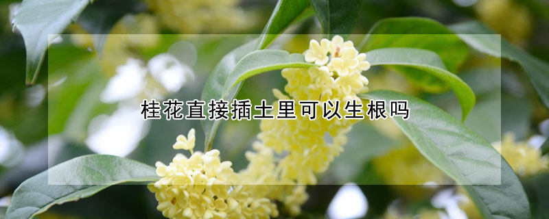 桂花直接插土里可以生根吗（桂花怎么生根）