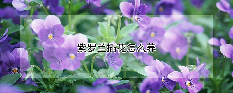 紫罗兰插花怎么养（紫罗兰如何插栽）