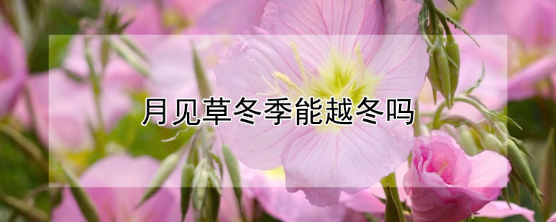 月见草冬季能越冬吗 月见草冬天开花吗