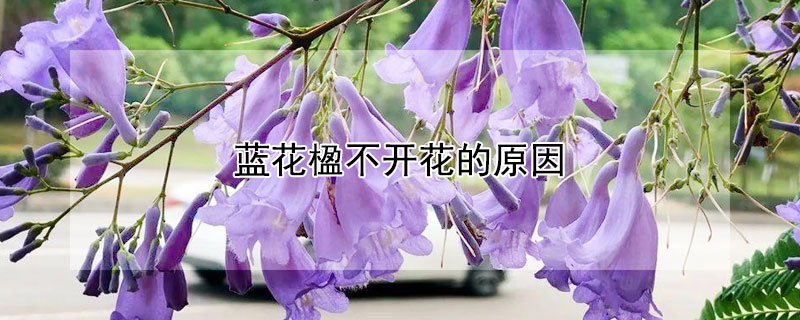 蓝花楹不开花的原因 蓝花楹为什么不开花