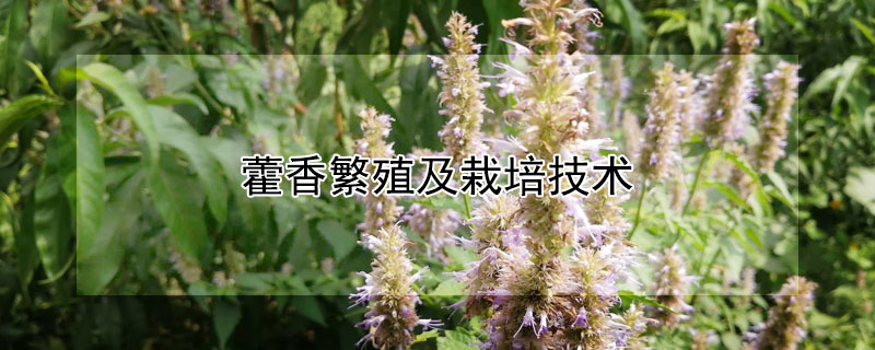 藿香繁殖及栽培技术 藿香栽培种植技术