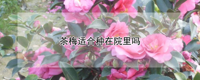 茶梅适合种在院里吗（茶梅树可以种在院子里面吗）