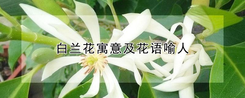 白兰花寓意及花语喻人 白色洋兰花语寓意