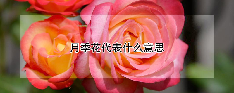 月季花代表什么意思（白色月季花代表什么意思）