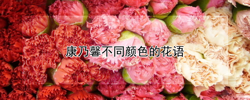 康乃馨不同颜色的花语 不同颜色康乃馨花语代表什么意思