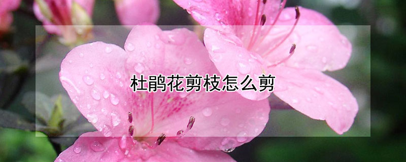 杜鹃花剪枝怎么剪 杜鹃花开完怎么剪枝