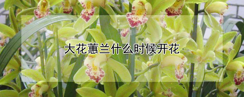 大花蕙兰什么时候开花 大花蕙兰什么时候开花几年能开花