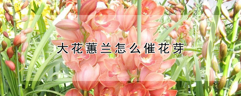 大花蕙兰怎么催花芽（大花蕙兰出花芽怎样养护）