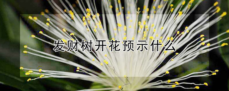 发财树开花预示什么（发财树开花有什么寓意吗）